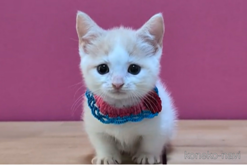 成約済の東京都のマンチカン(短足)-104748の6枚目